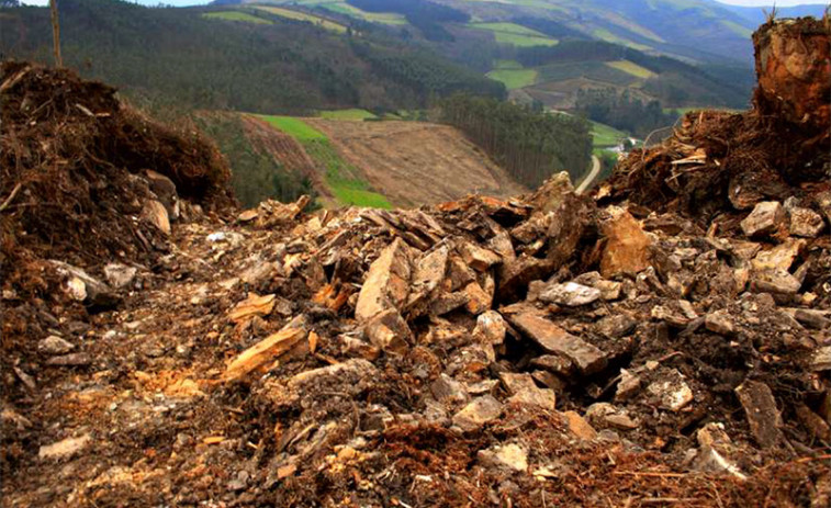​El sector maderero rechaza las limitaciones a la expansión del eucalipto en Galicia