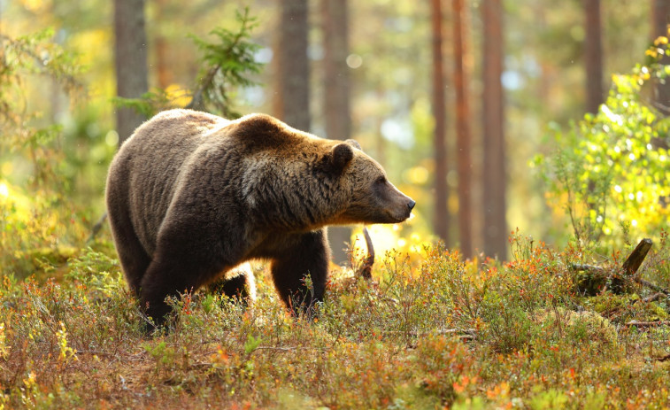 El oso pardo amenaza las colmenas gallegas y la Xunta lanza un paquete de ayudas a los apicultores