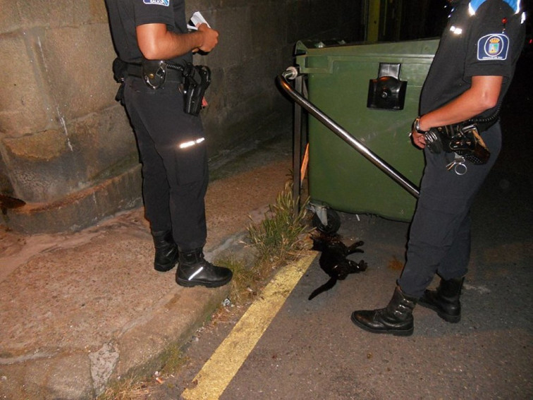 Condenado a 3 meses de cárcel por matar a un gato a golpes en Vigo