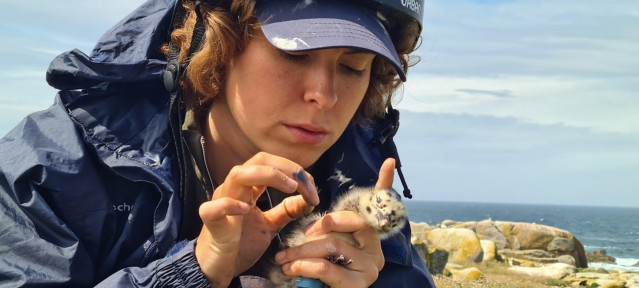 Una investigadora realizando un estudio sobre cómo afectan los factores ambientales en el desarrollo de las gaviotas.