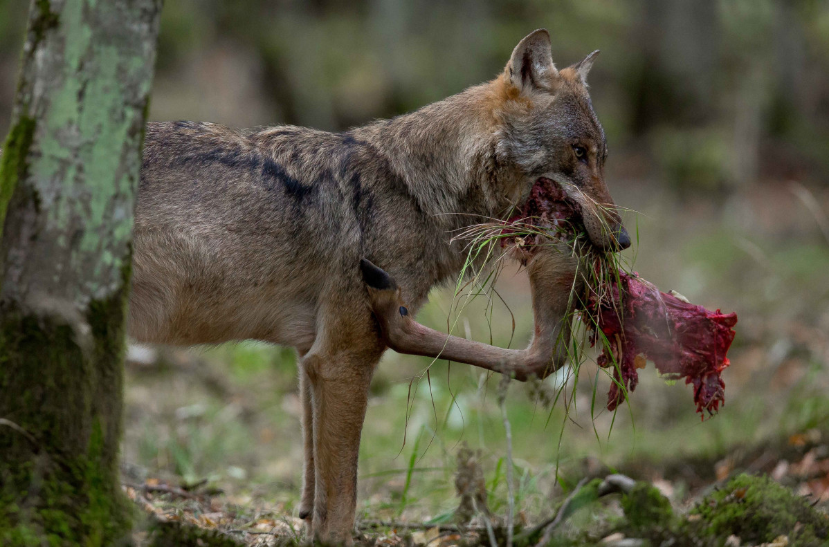 Imagen de un lobo alimentándose.