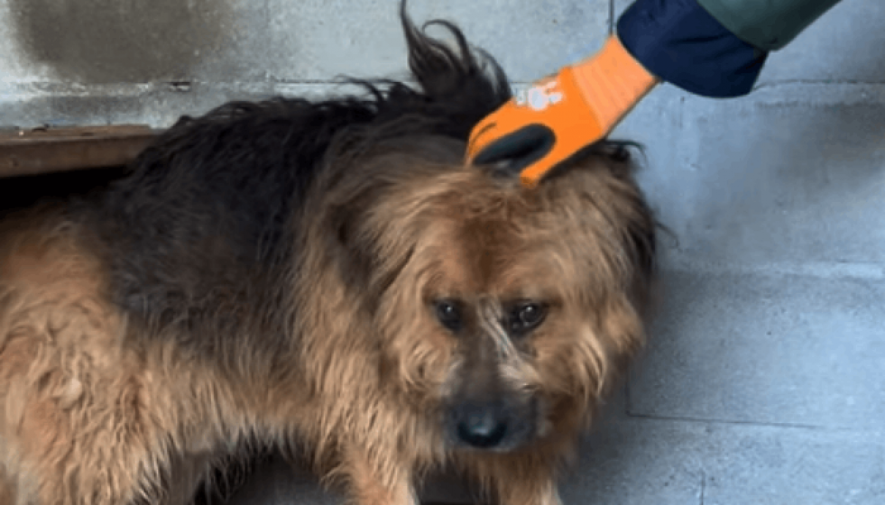 El perro Gaspar abandonado en Ourense