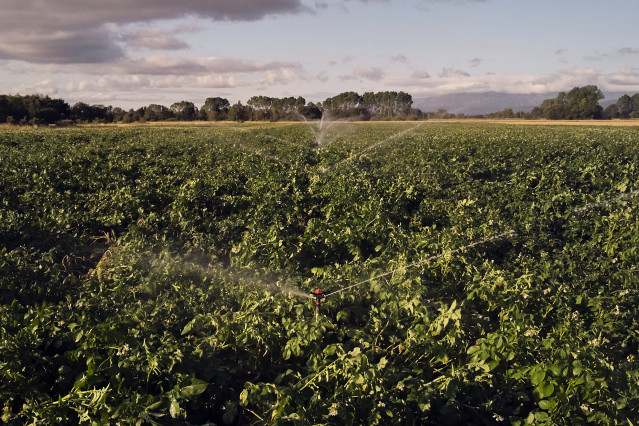 Archivo - Un campo de forraje, a 29 de junio de 2023, en Xinzo de Limia, Ourense, Galicia (España). Se denomina forraje a las hierbas, pastos verdes o secos y, por extensión, diversas plantas u órganos vegetales que se emplean para alimentar los animales