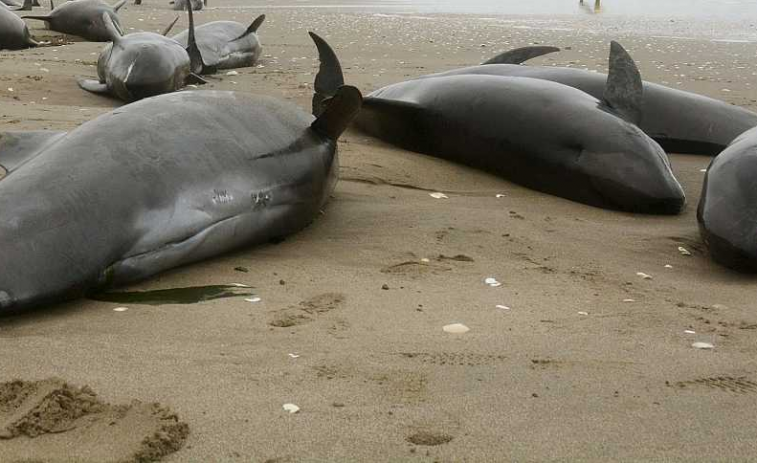 Los pellets “no afectan a la vida de los cetáceos”, pero el 90% de los delfines varados “tienen microplásticos en el estómago”