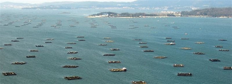 ​A presenza de toxinas pecha 23 polígonos bateeiros en Galicia