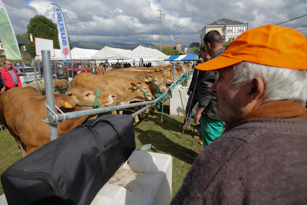 Archivo - Un ganadero observa vacas durante la tercera edición de la Feria en Defensa del Ganado de Montaña, a 13 de mayo de 2023, en Cervantes, Lugo, Galicia.