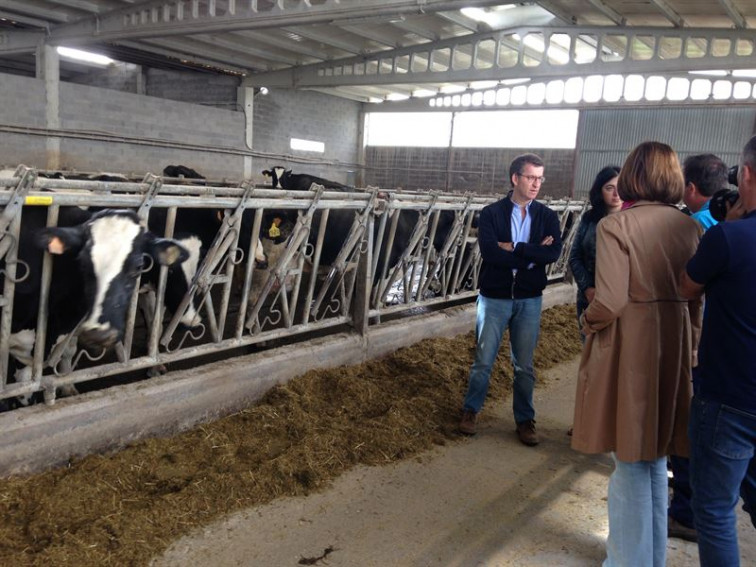 ​Feijóo arrinca a campaña anunciando novas axudas no sector lácteo