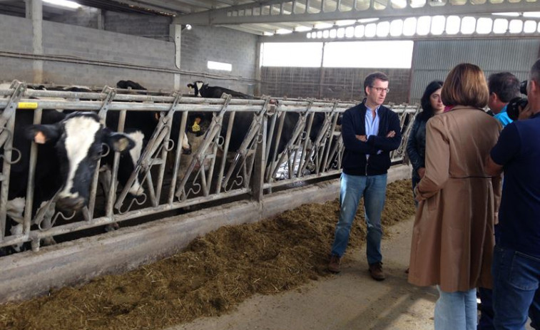 ​Feijóo arrinca a campaña anunciando novas axudas no sector lácteo