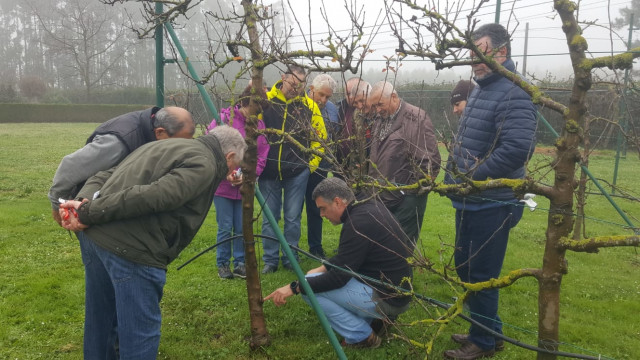 La Xunta organiza un taller de poda de árboles frutales en Ribadeo (Lugo).