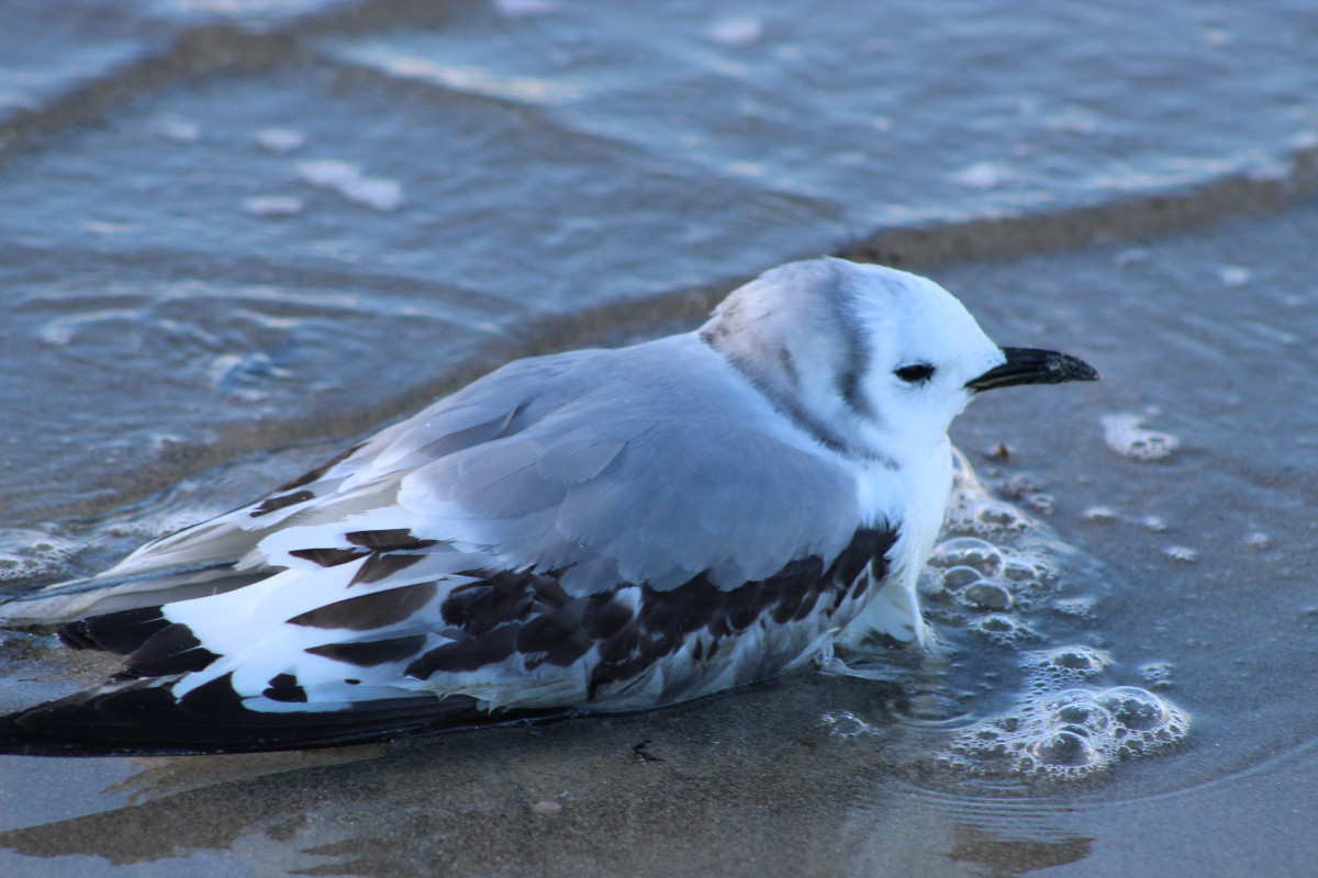 Gaviota argu00e9ntea herida