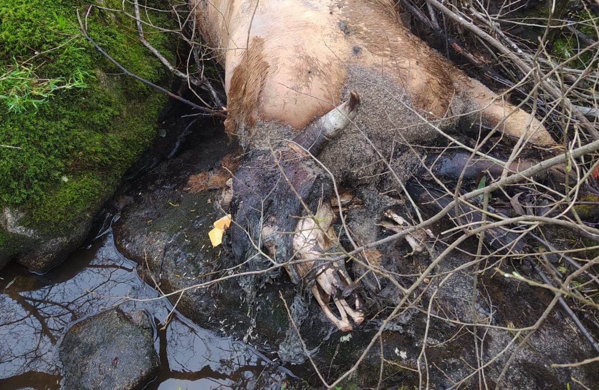 Vaca descomposiciu00f3n arco iris