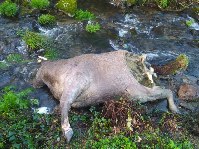 Vacas muertas en descomposición tiradas en el río de la traída de Boiro, denuncian ecologistas