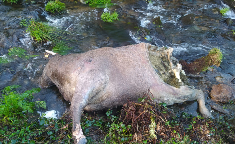 Vacas muertas en descomposición tiradas en el río de la traída de Boiro, denuncian ecologistas