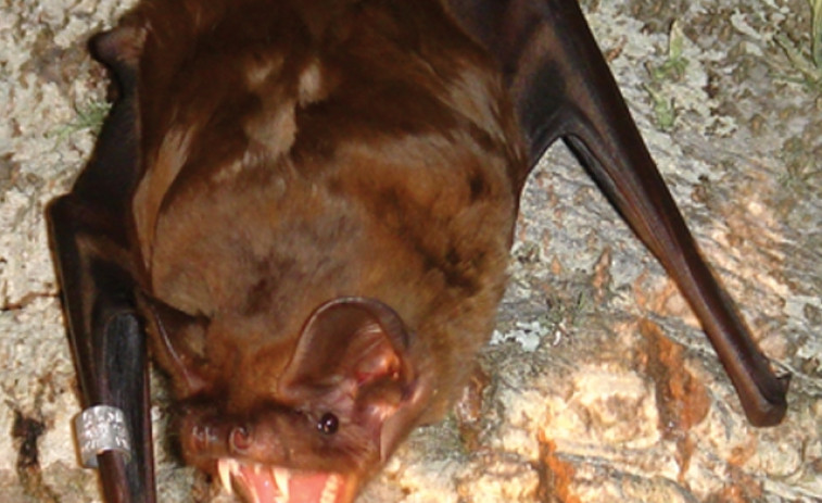 Registrado en As Insuas do Miño el murciélago más grande visto en Galicia