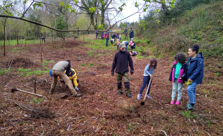 Voluntarios empiezan  a crear cortafuegos con castaños en Lousame