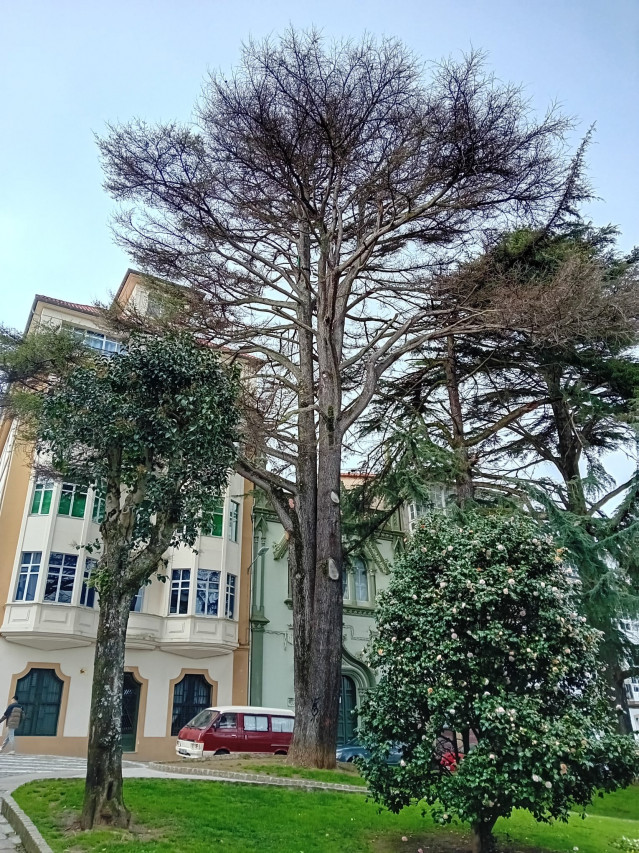 Cedro de la Plaza del Amboage.