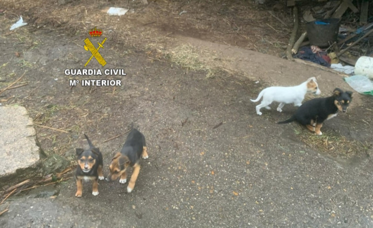 Investigado en Tui por abandonar cachorros en una carretera y tener animales en malas condiciones