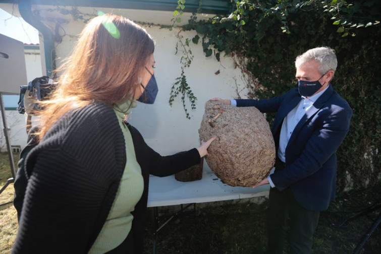 El buen tiempo en primavera acelera la aparición de velutinas, que dispararon los avisos un 40% el último año