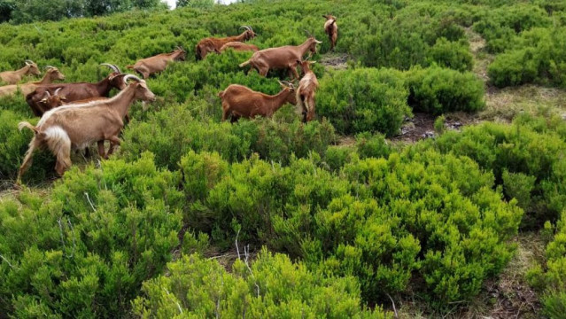 Cabras en una parcela de Friol