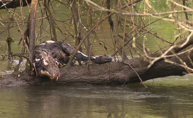 Cadáveres de terneros en descomposición abandonados durante tres semanas en el río Torrente