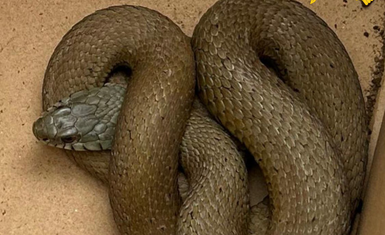 Sorpresa en un colegio de Mondoñedo al encontrar una serpiente de metro y medio en el patio