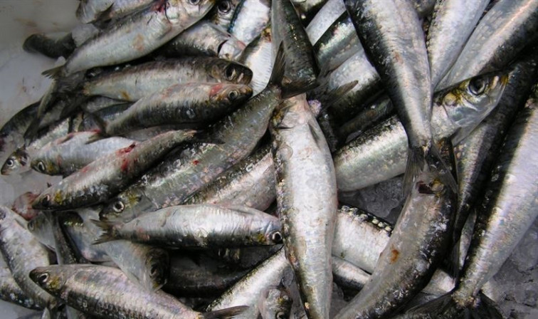 Remata por este ano a tempada da sardiña para os barcos do xeito