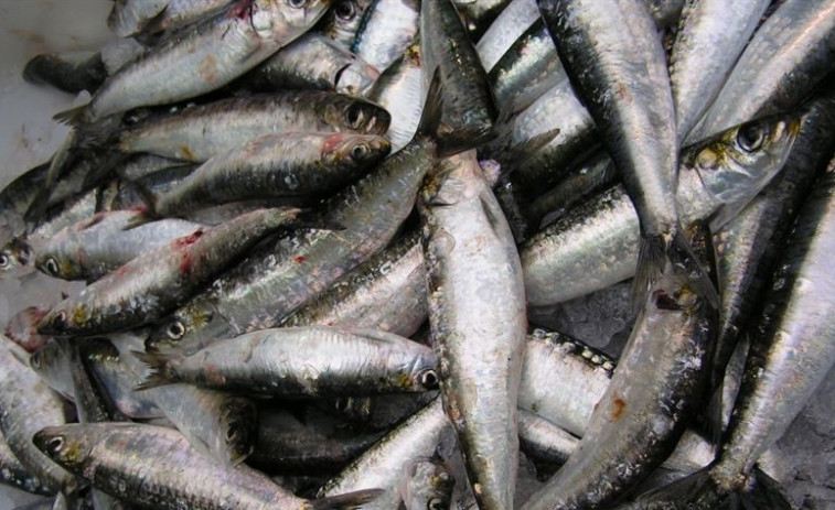 La sardina, poca y cara en este San Juan
