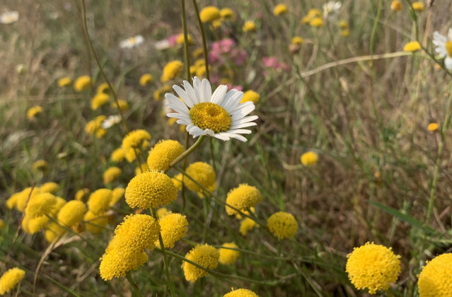 Ecologistas alertan de la presencia de cinco especies en peligro de extinción en los terrenos que pretende ocupar Altri.