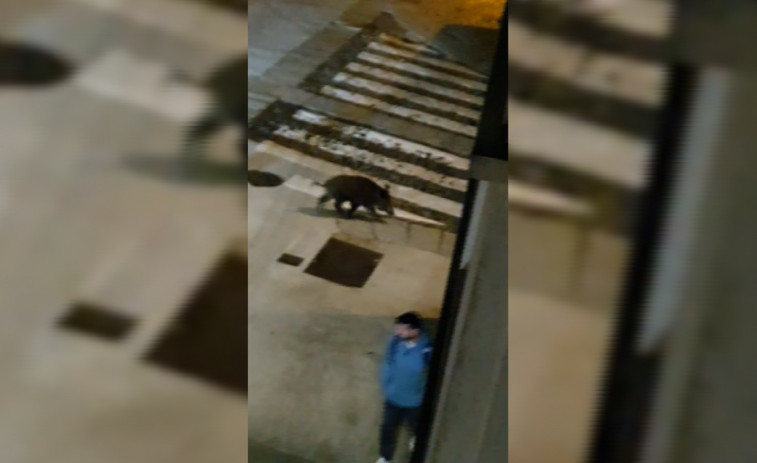 Un jabalí se pasea por el centro de Santiago de Compostela hasta ser atrapado (vídeo)