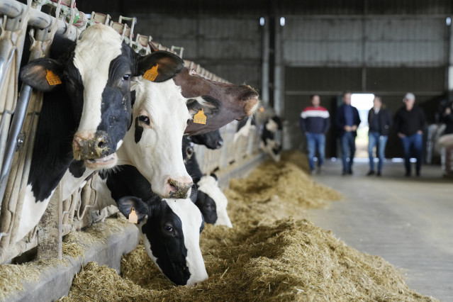 Archivo - Varias vacas en una explotación agraria