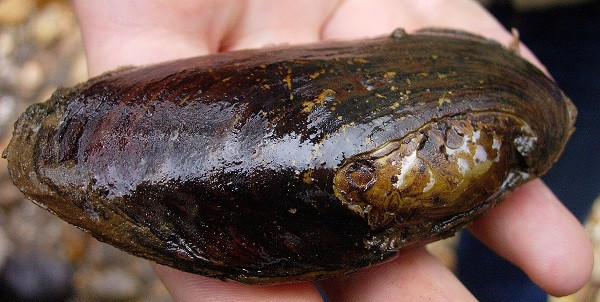 El traslado de una especie en peligro de extinción supone 