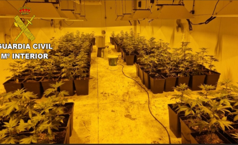 Cinco detenidos en Amoeiro por el cultivo de marihuana en una gran nave industrial con más de 500 plantas