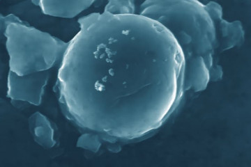 Caseína, proteína de la leche que se puede modificar con nanotecnología, en una imagen de la Universidad de Salamanca