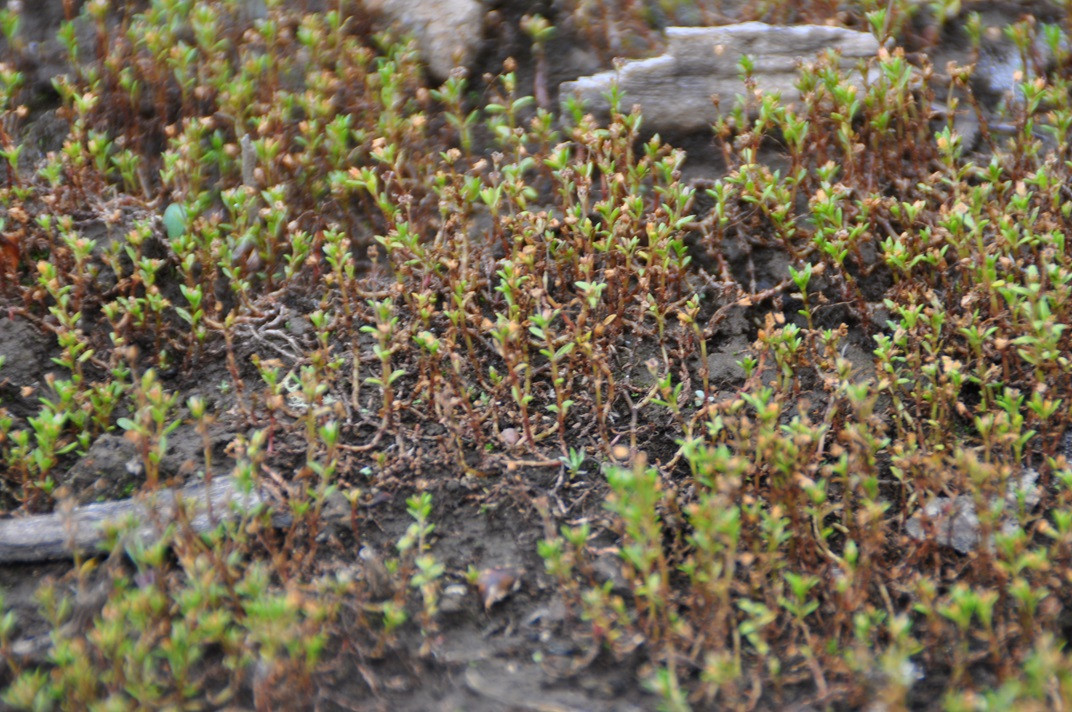 Crassula helmsii en Cecebre en una foto de la UDC
