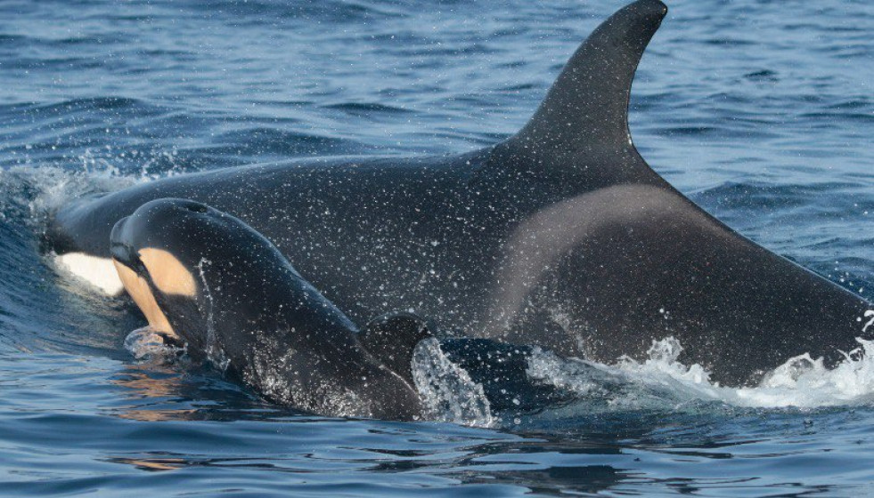 Orcas en una imagen de archivo.