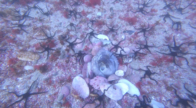 Un Pulpo Construye Su Refugio Con Piedras Y Conchas Sobre Un Fondo De Maërl Colonizado Por Ofiuras (Ophicomina Nigra) En La Ría De Vigo.