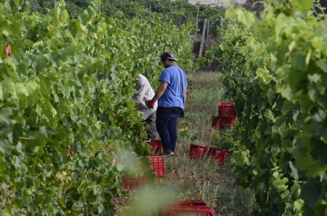 Archivo - Vendimia en la bodega Gargaloa (propiedad de Roberto Verino), 8 de septiembre de 2023, concello de Verín, Ourense, Galicia (España). La de Monterrei es una de las cinco denominaciones de origen vinícolas gallegas. La misma abarca los municipios