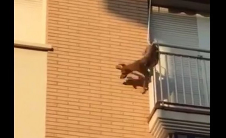 ​Una vecina de Lugo encerró a su perro en un balcón al sol y sin agua