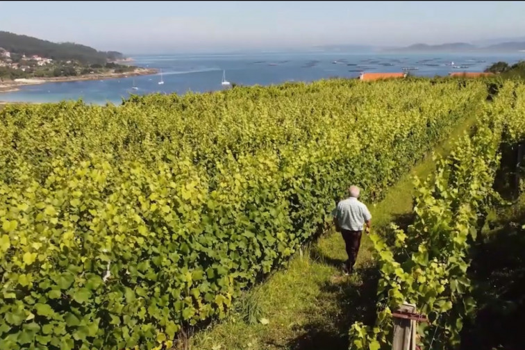 El tiempo seco y soleado está creando estrés hídrico en las vides, señala la Diputación de Pontevedra