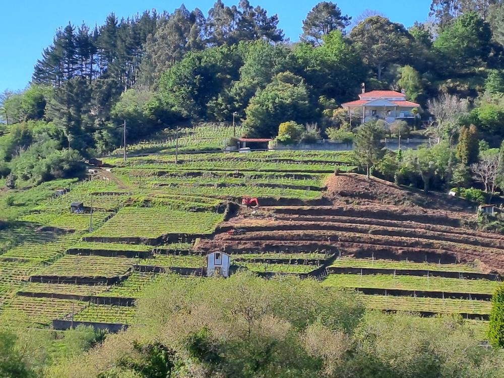 Vino Betanzos Josu00e9 Luis Bouzu00f3n Beade