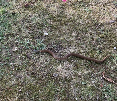 Serpiente en Guitiriz