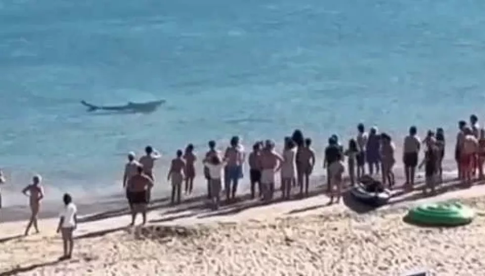 Tiburón peregrino en Bares