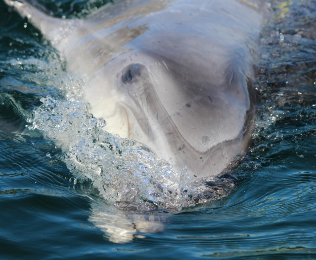 Archivo - Delfín Confi