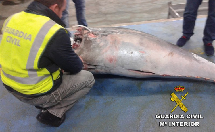 ​Un barco sin licencia pretendía descargar 27 toneladas de atún rojo en Moaña