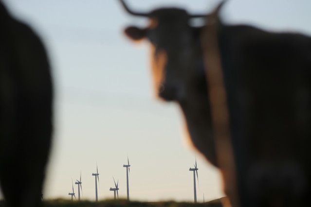 Archivo - Una vaca frente a aerogeneradores en el Parque eólico de Montouto, de la Serra do Xistral, en la comarca de Terra Cha, a 22 de febrero de 2022, en Abadín, en Lugo, Galicia (España). La nueva ley de eólicos que prepara la Xunta de Galicia genera