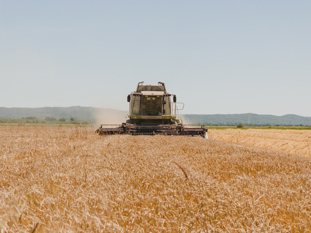 Cosecha de la Cebada en Xinzo de Limia, en Ourense