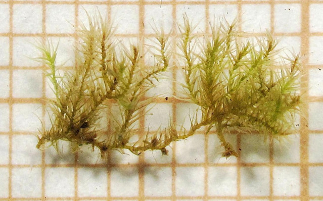 Musgo descubierto en Pontevedra