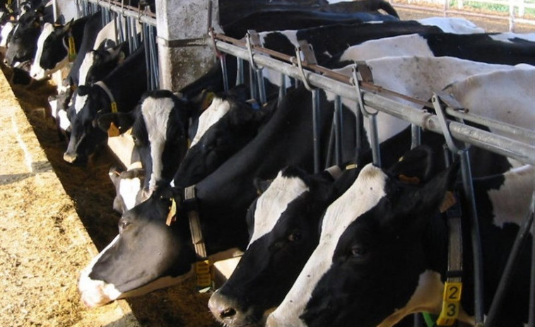 Investigan al propietario de una docena de vacas abandonadas sin agua ni comida durante más de dos semanas en Mugardos