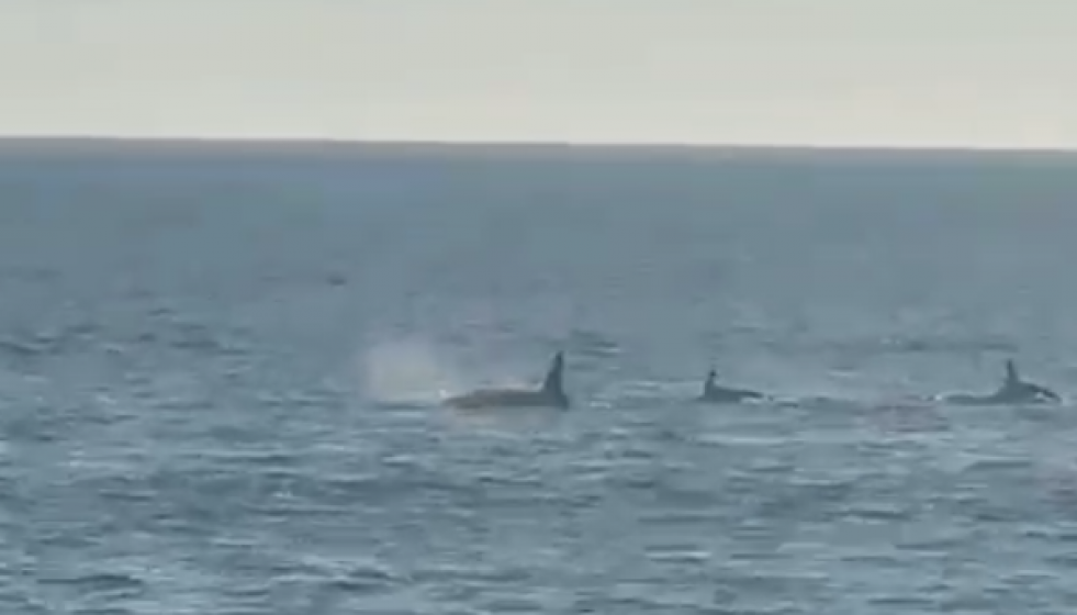 Orcas ons