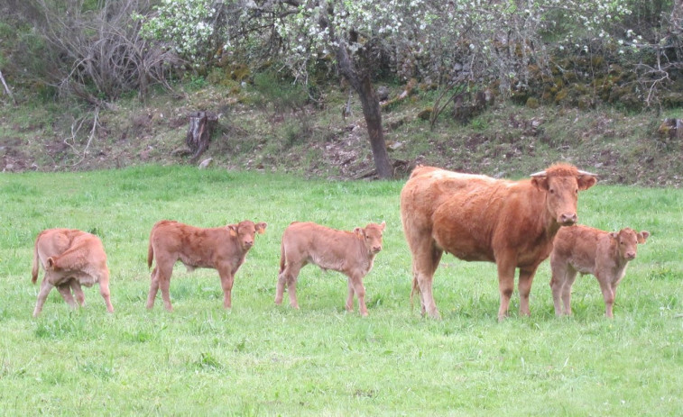 ​La carne gallega de vaca y buey, reconocida con una Indicación Geográfica Protegida